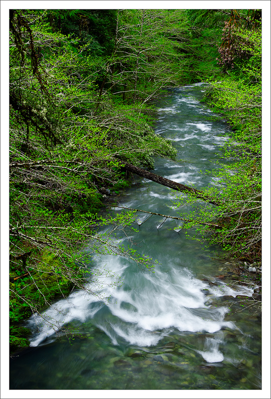 Mule Creek Spring