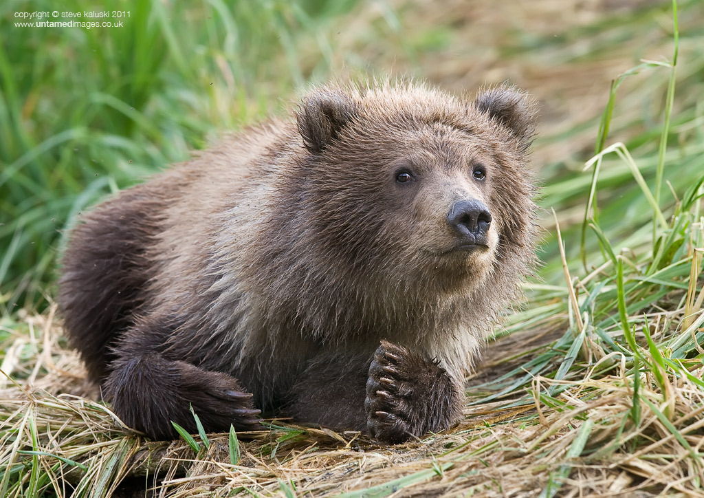 Inquisitive Grizzly cub