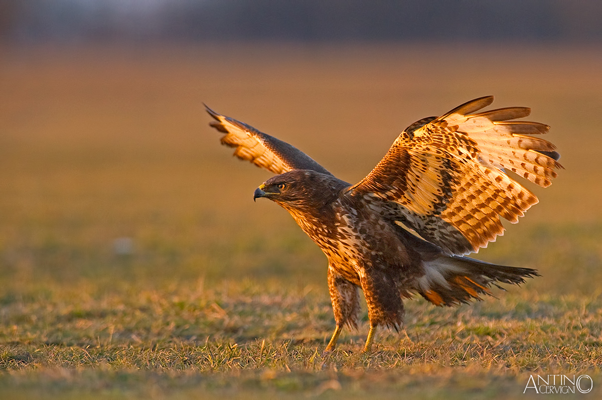 Common Buzzard