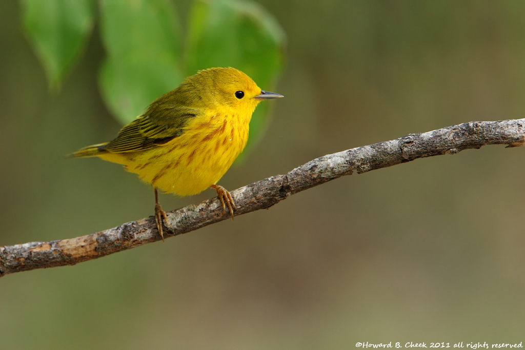 Morning Yellow