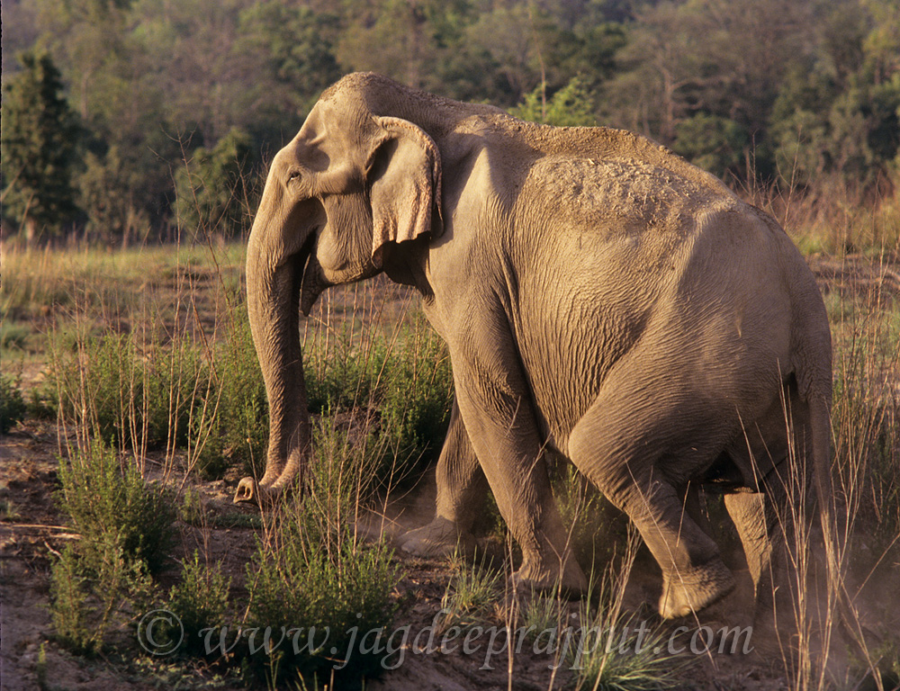 Ele on the move