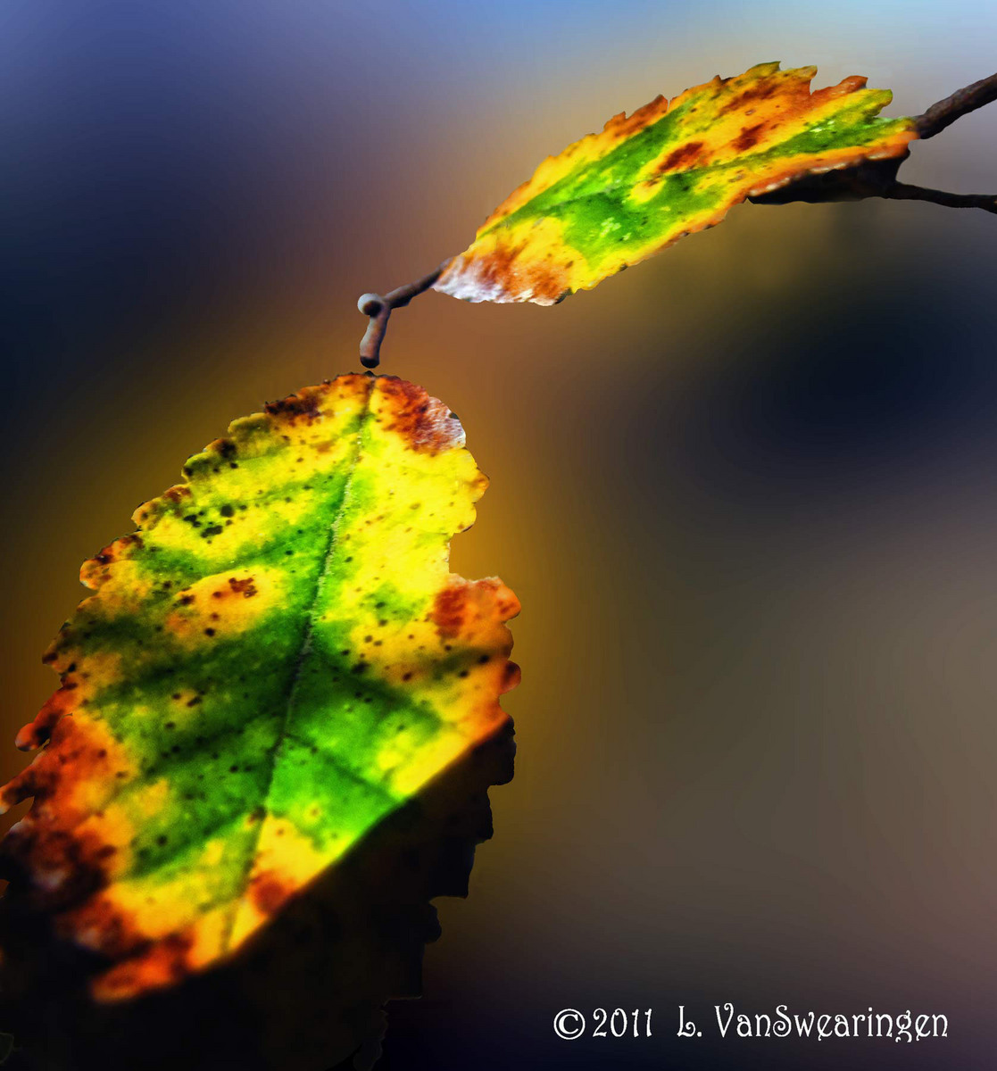 Floating Leaves