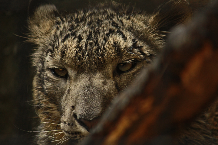snow leopard (C)