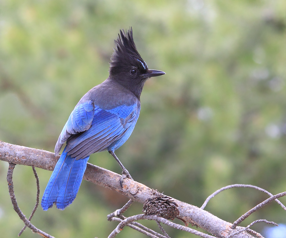 Steller Blue