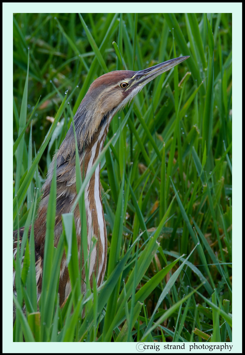 Bitter Bittern, raining