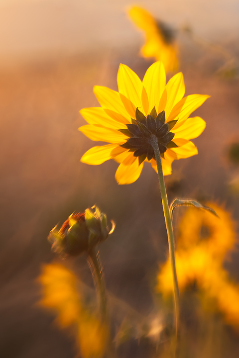 Sunflowers + Reposts