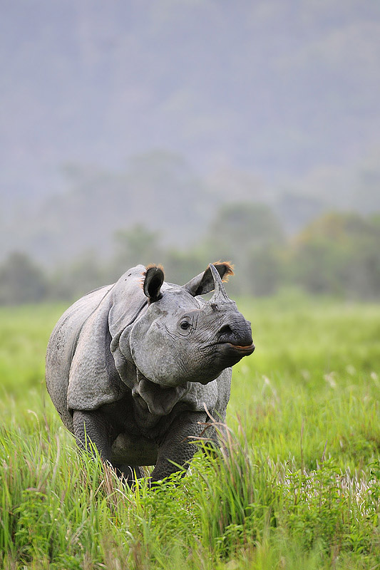 Great One Horned Rhino