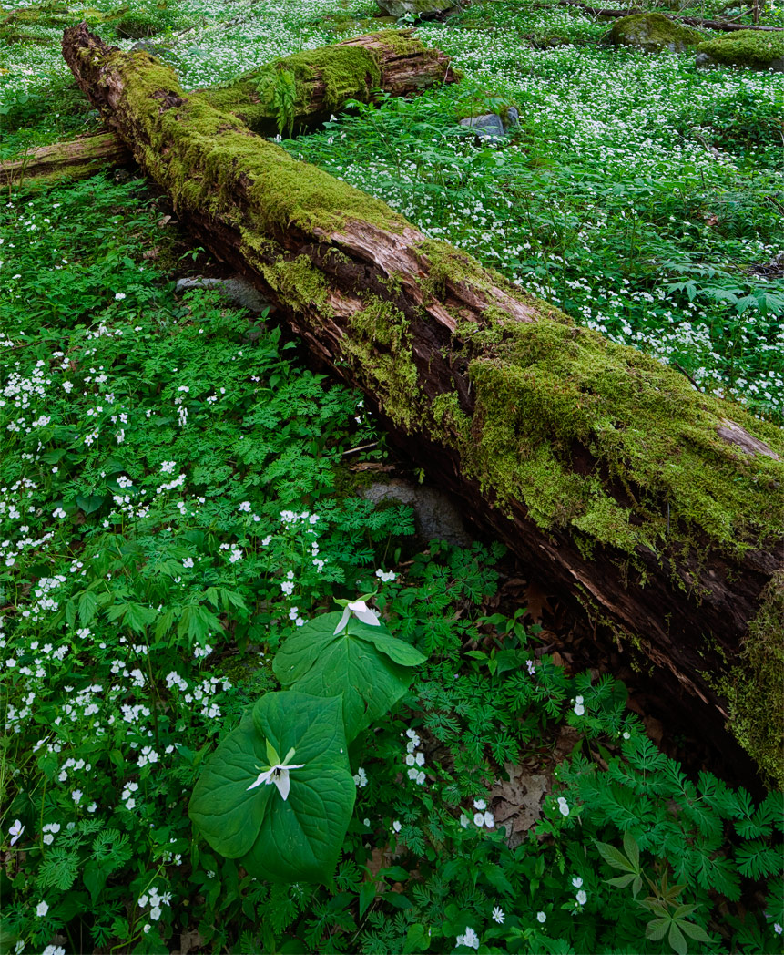 Smokies Wildflowers