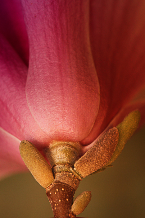Dogwood