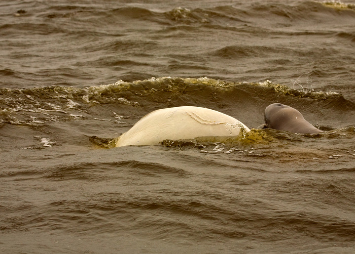 Beluga whale and calf