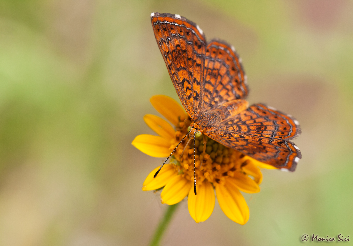 Metalmark 