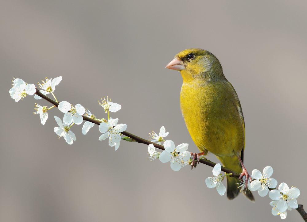 Greenfinch