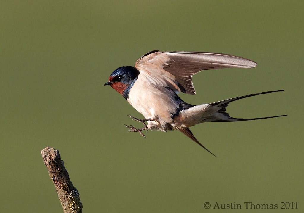 Swallow landing