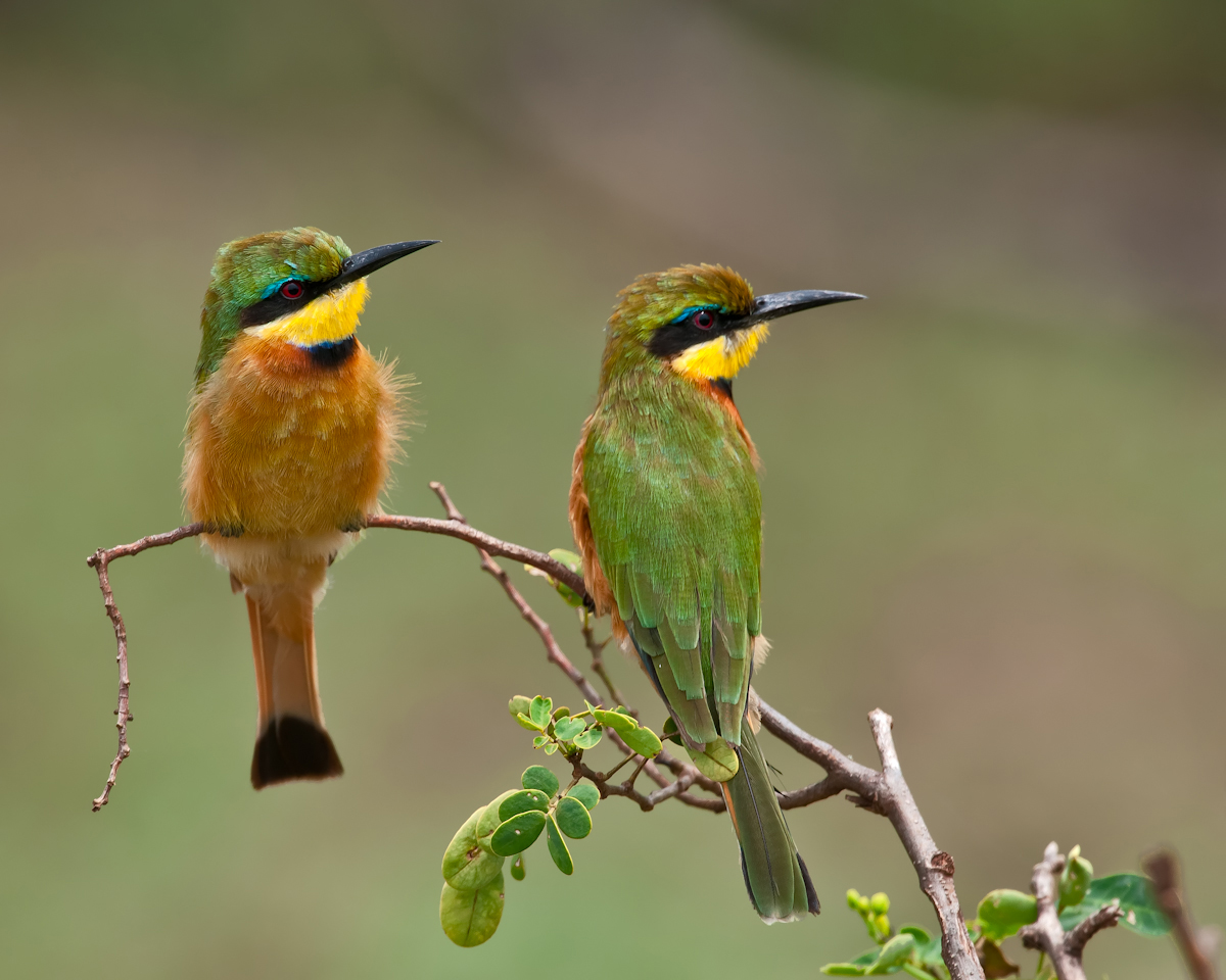 Little Bee-eaters