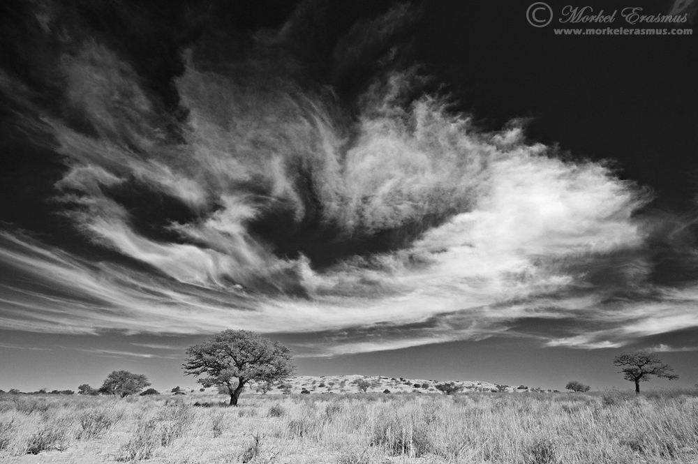 Kalahari in Monochrome