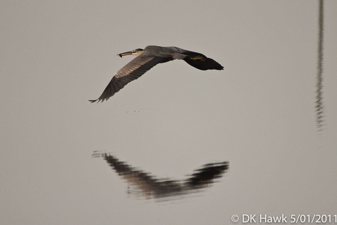 Low Flying Heron