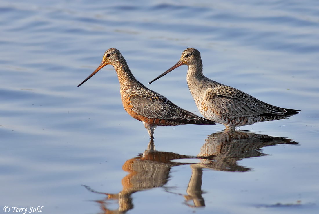 Hudsonian Godwit Pair