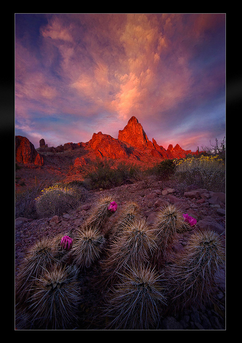 Desert Garden