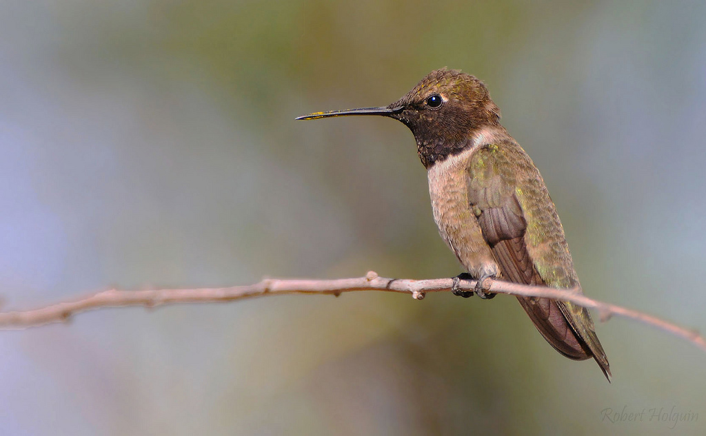 Black-chinned Hummer + Repost