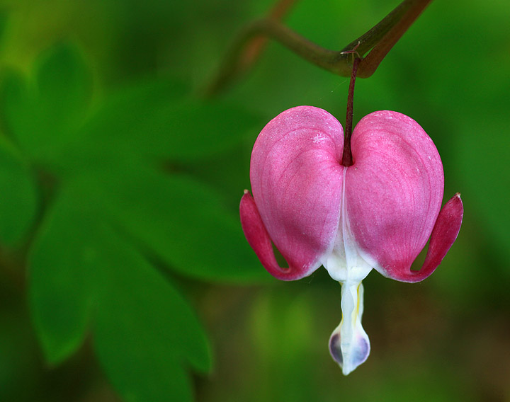 Bleeding heart