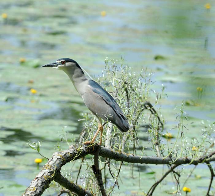 Night Heron (Nycticorax)