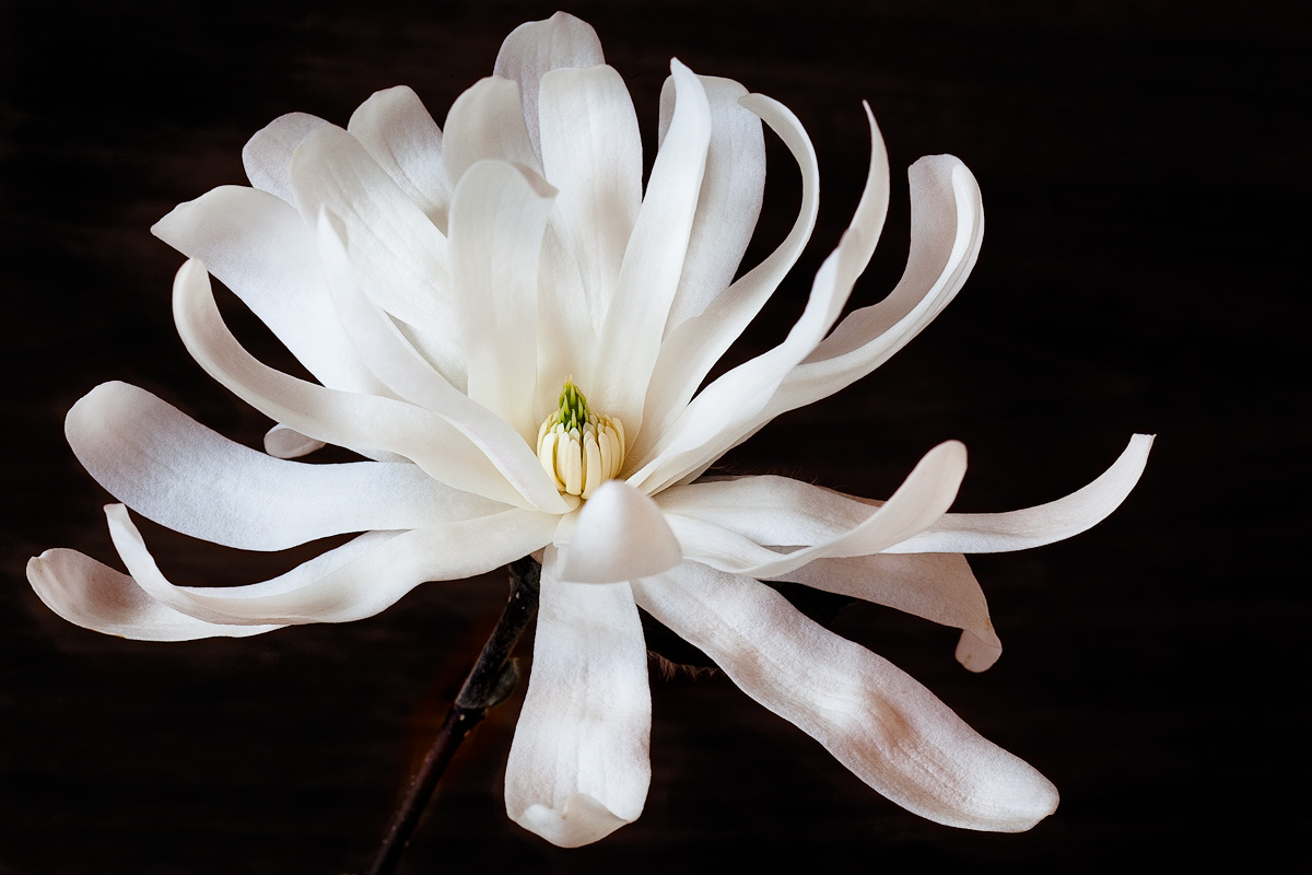 Magnolia stellata 2011