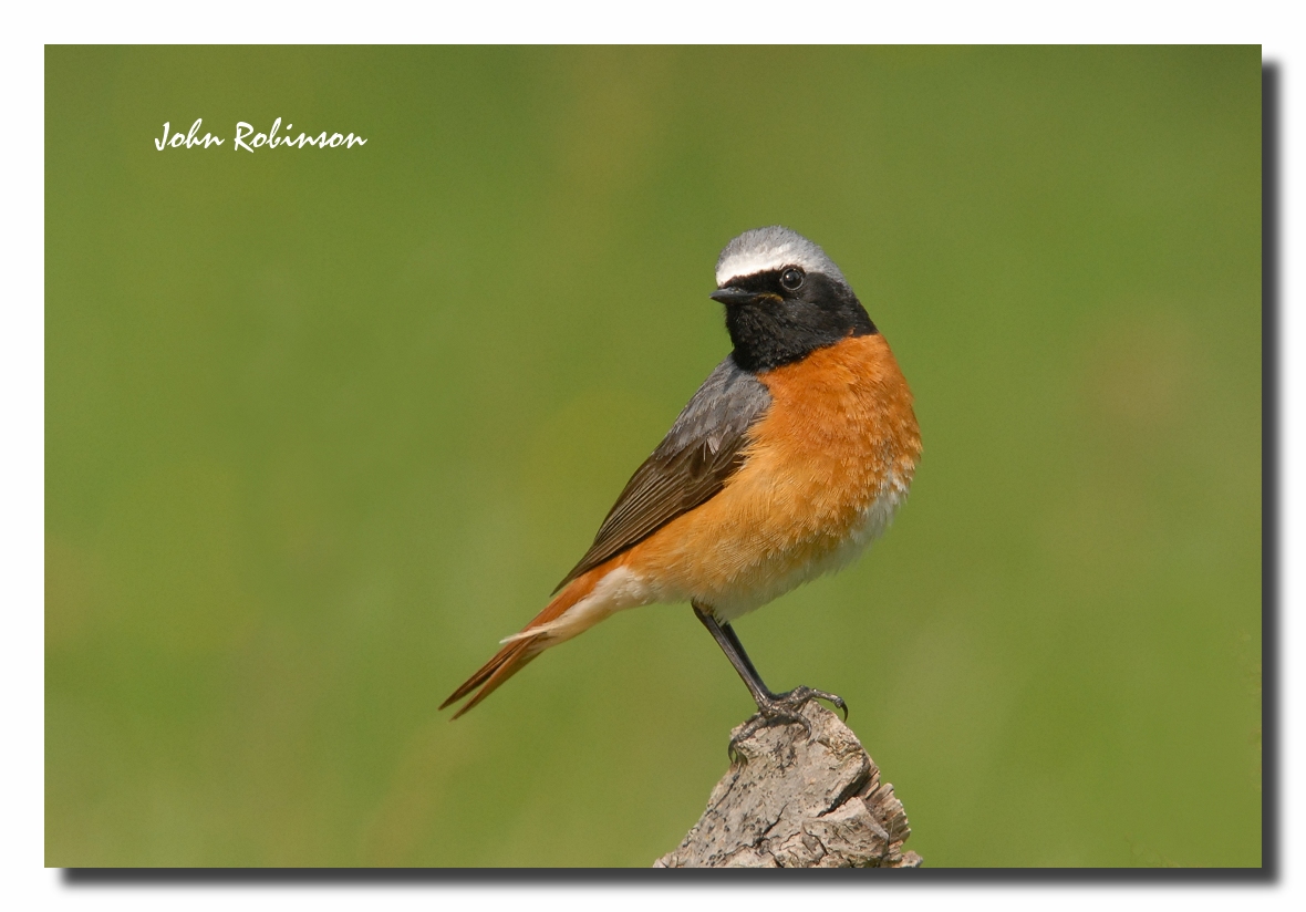 Redstart (Male)