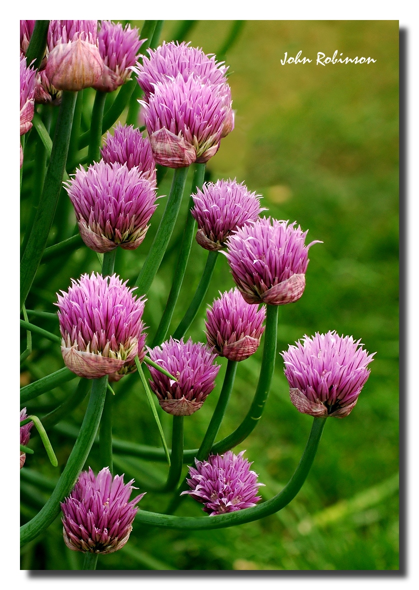 Chives