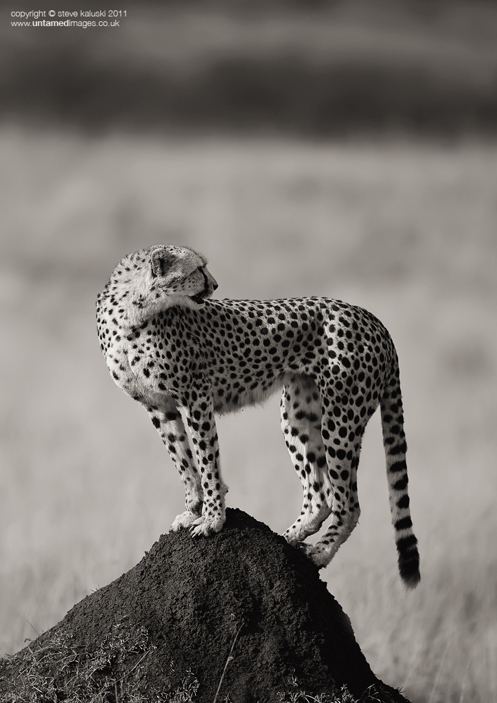 On the lookout