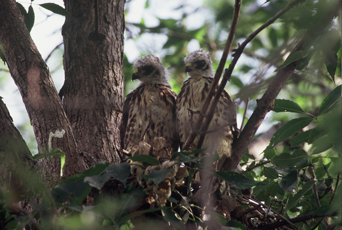 Redtail Hawk Juveniles