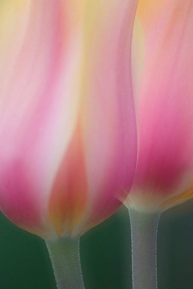Tulip Dual Exposure