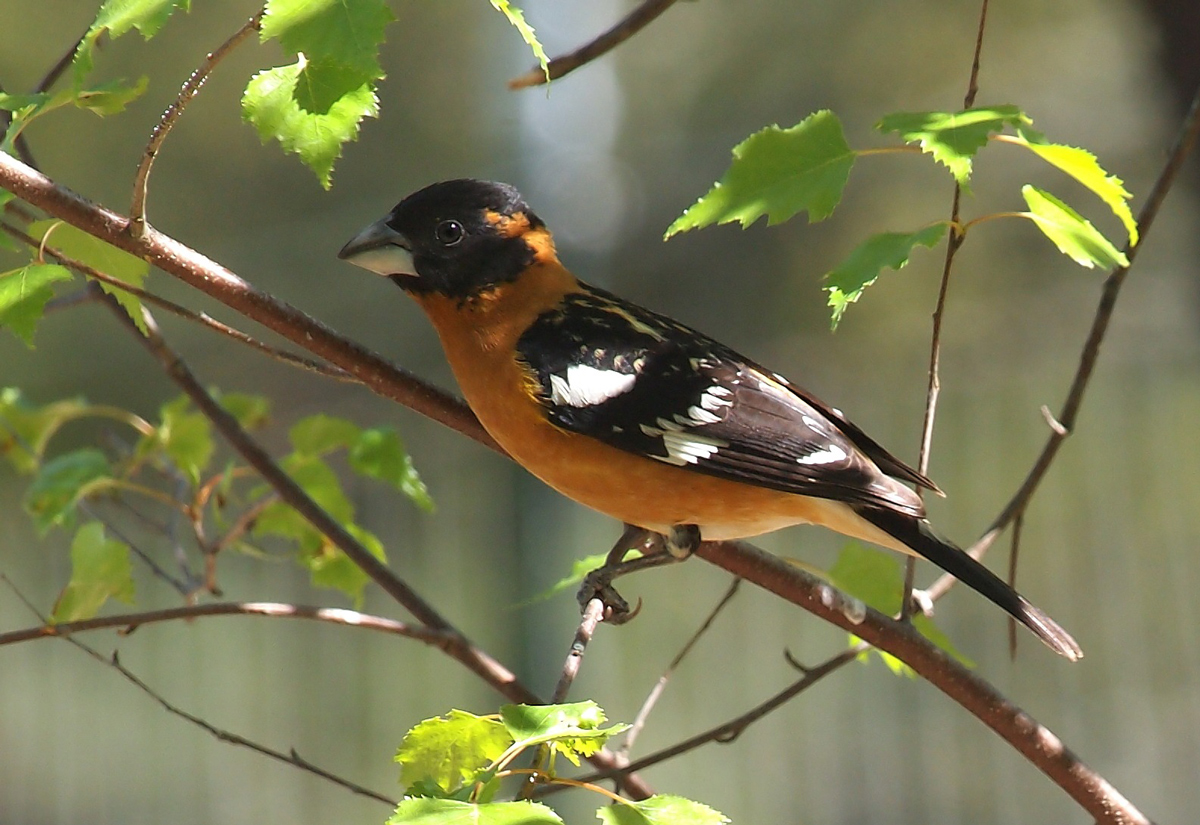 Black Headed Grosbeak