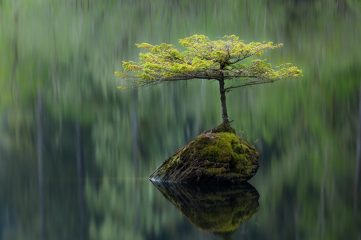 Fairy Bonsai
