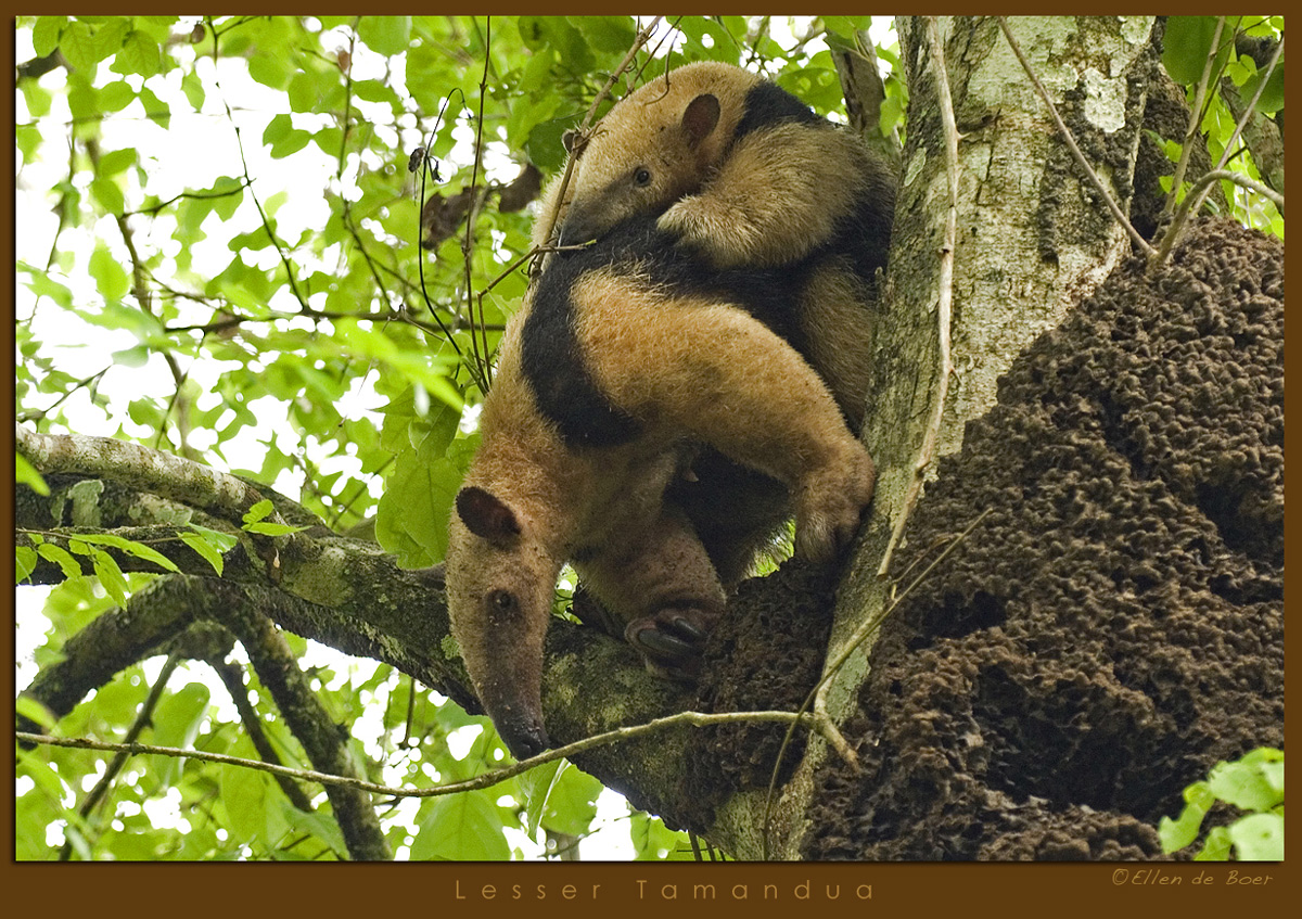 Lesser Tamandua