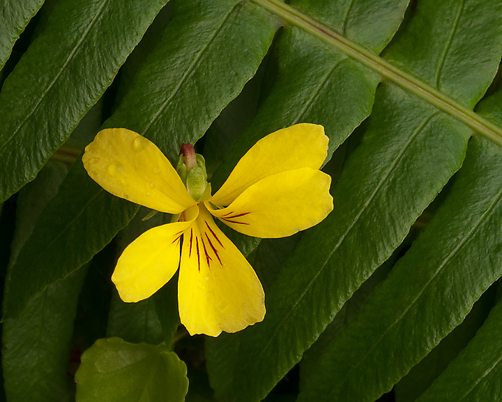 Yellow Wood-Sorrel