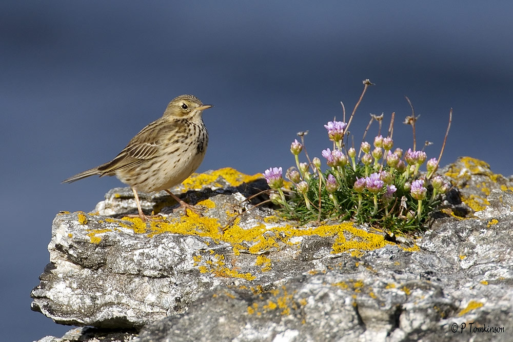 Meadow Pipit