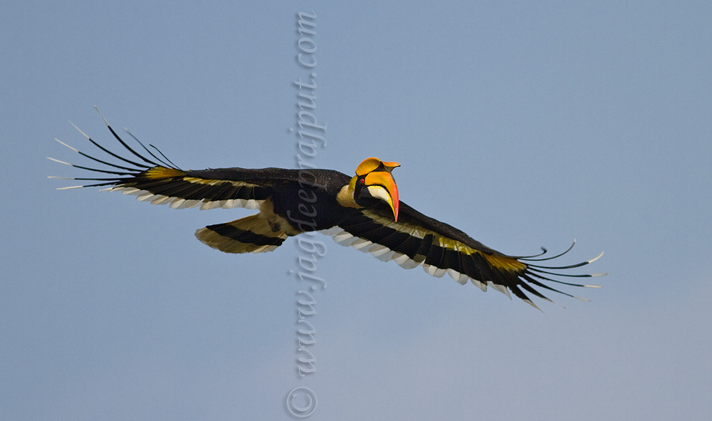 Great Hornbill