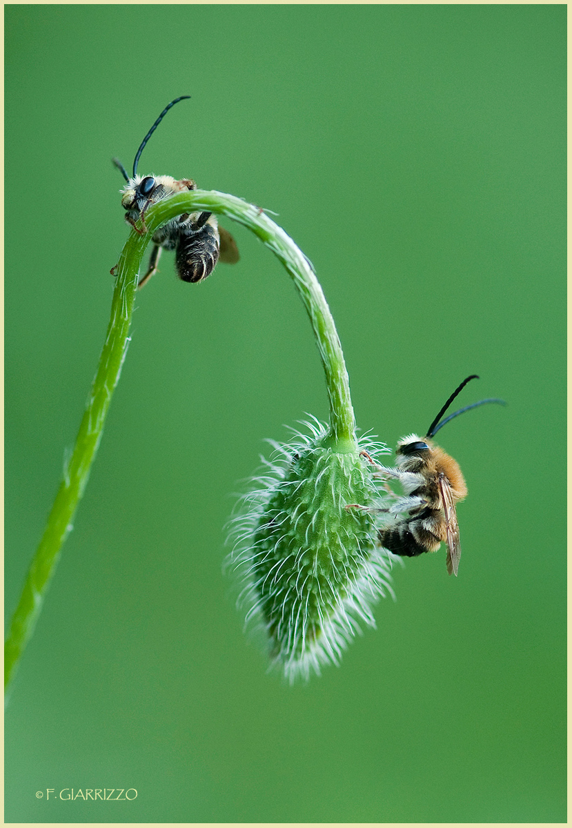 Bees