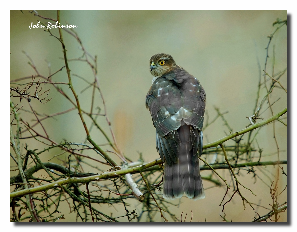 Sparrow Hawk