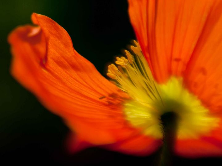 Love of Poppies