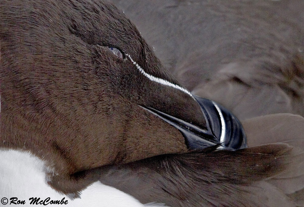 Razorbill