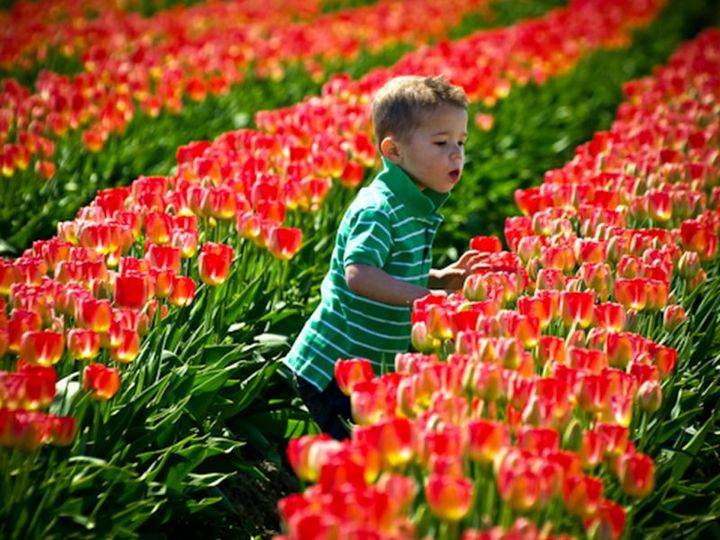 Time to Smell the Tulips