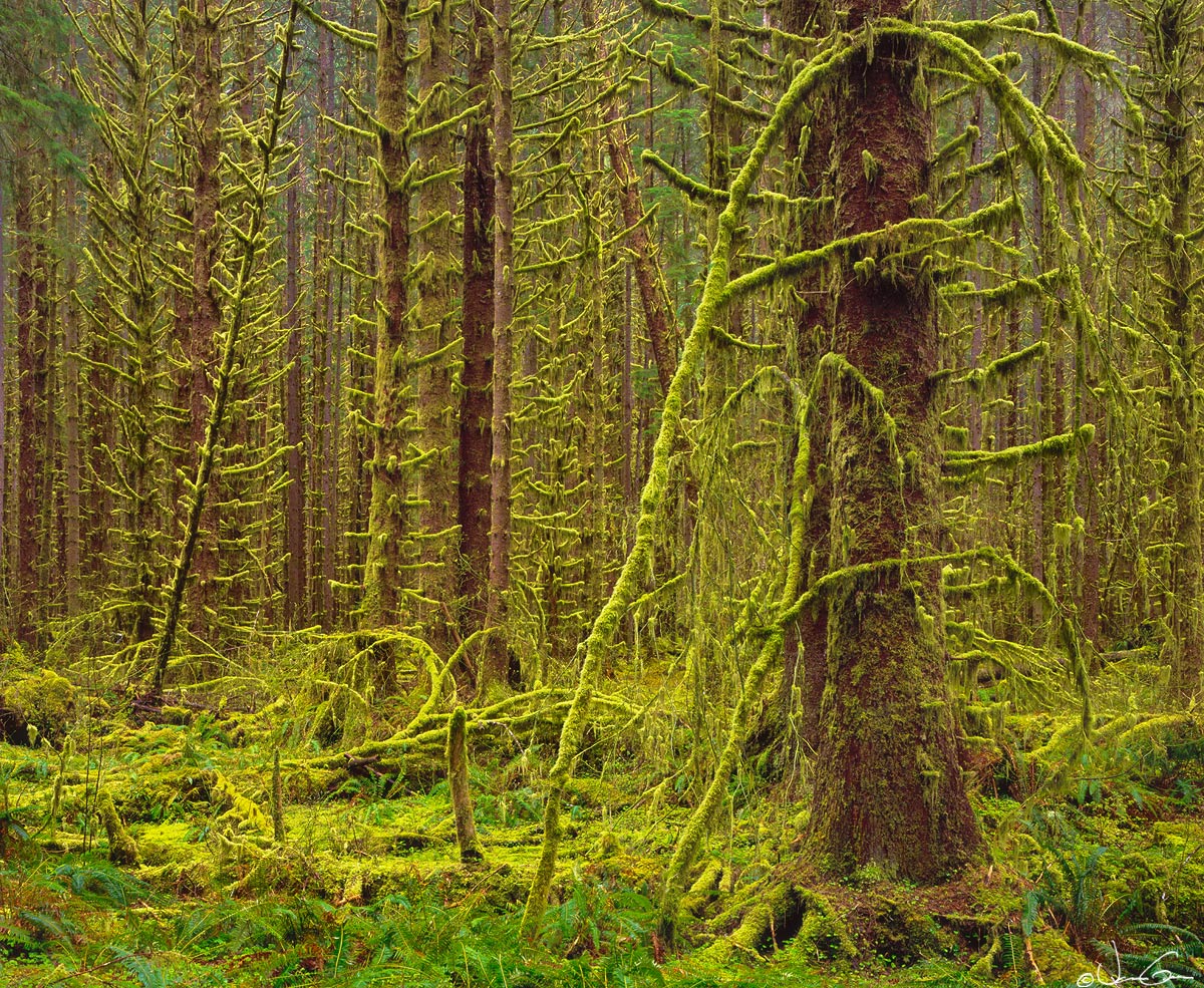 Forest of Moss