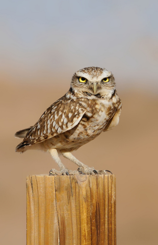 Burrowing Owl