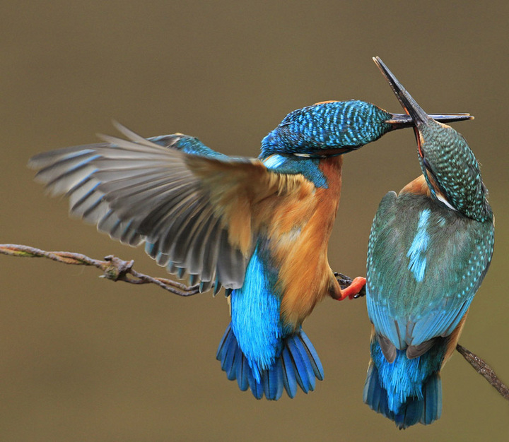 Kingfishers fighting
