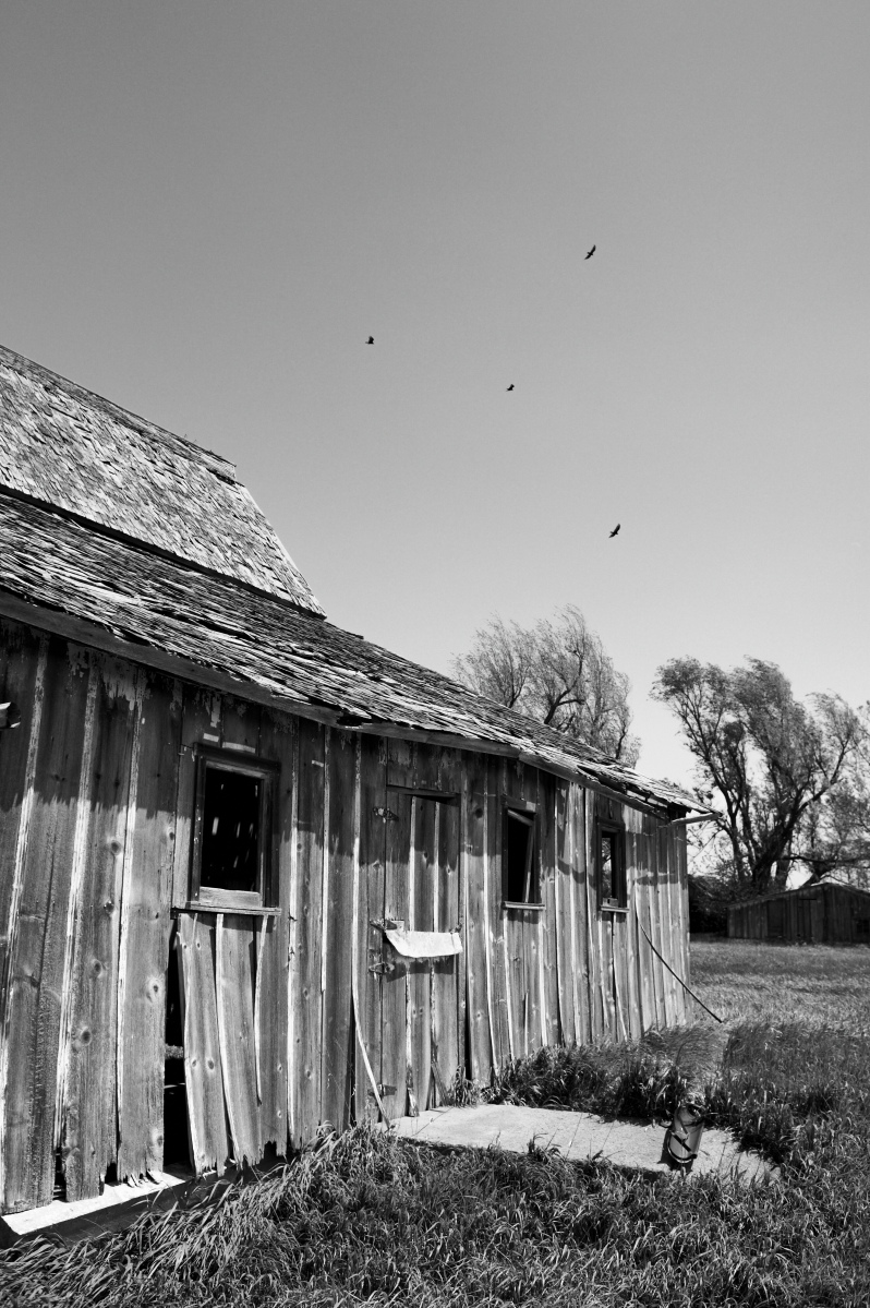 Barn and Buzzards