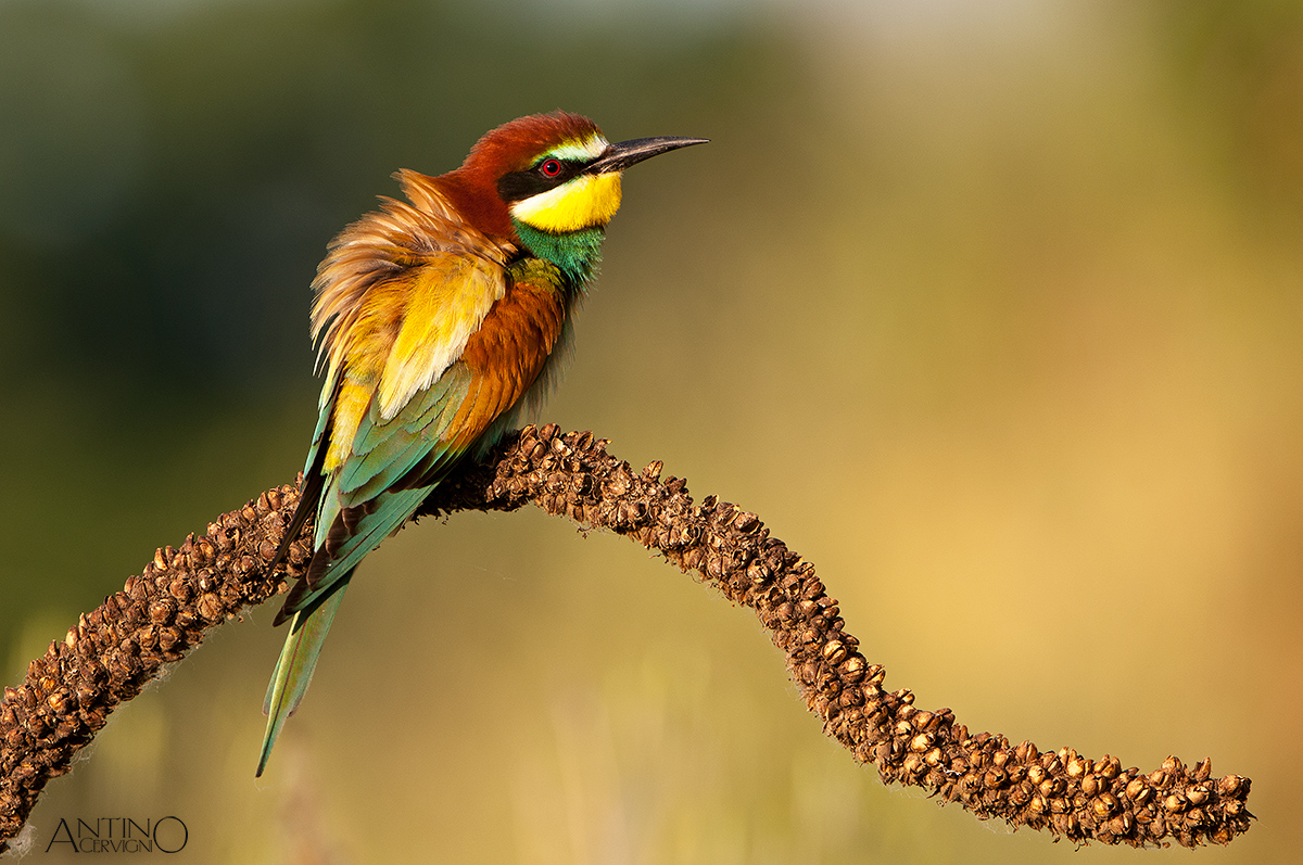 European Bee-eater