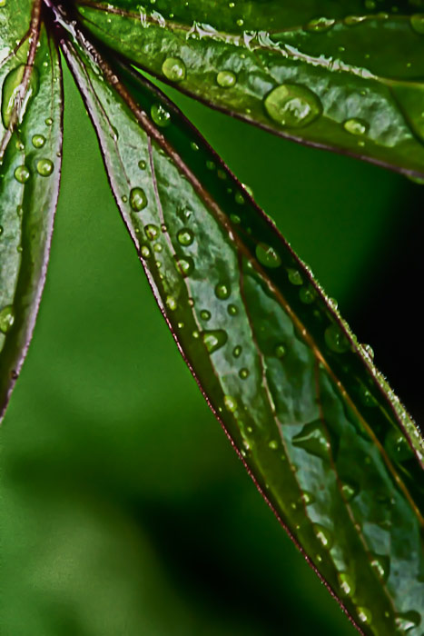 Rain on Peony leaves