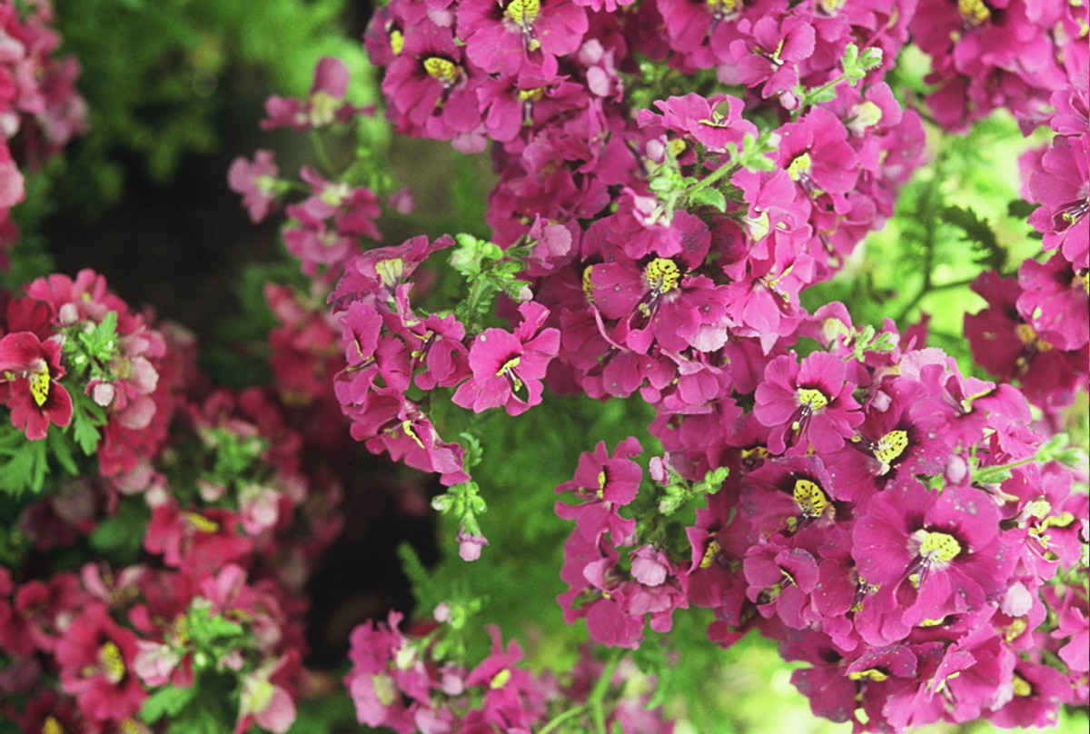 Butterfly Flower