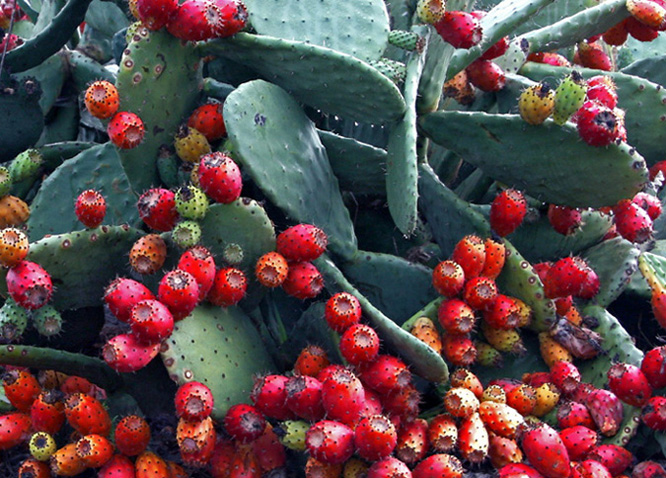 Opuntia